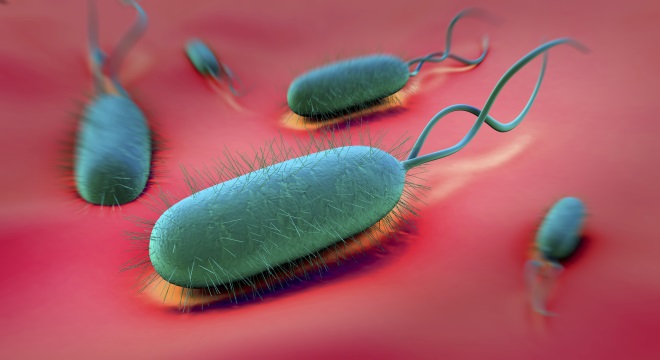 Микробактерия
